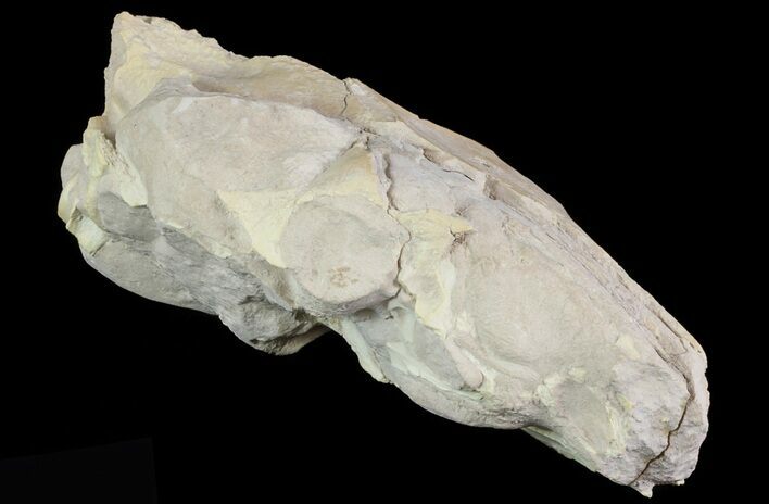 Oreodont (Merycoidodon) Partial Skull - Wyoming #66883